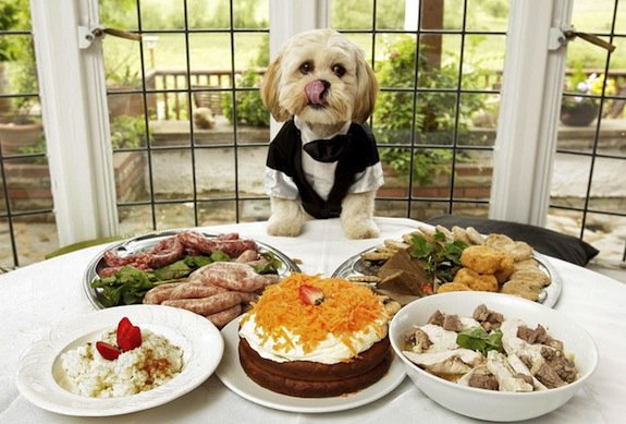 dog at a table with food