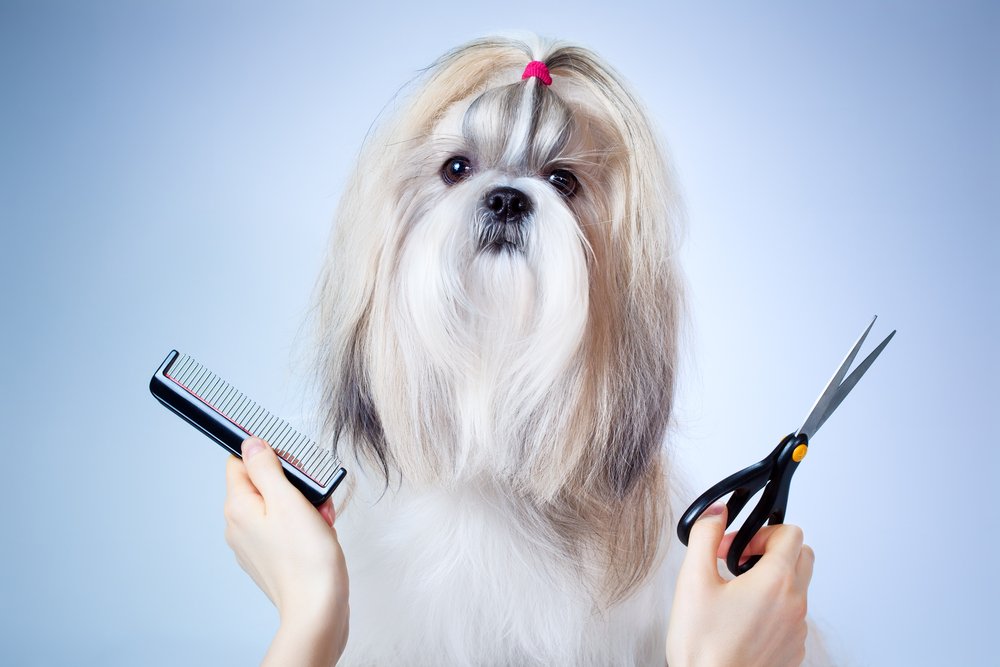 pampering your dog