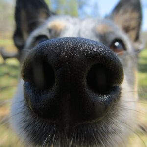 5 Reasons Why Your Dog Needs to be Walked Daily (1)