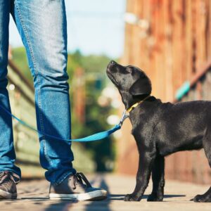 5 Reasons Why Your Dog Needs to be Walked Daily (2)