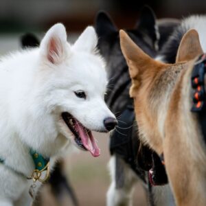 5 Reasons Why Your Dog Needs to be Walked Daily (3)