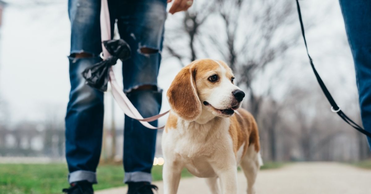 5 Reasons Why Your Dog Needs to be Walked Daily