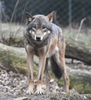 European grey wolf in Prague zoo