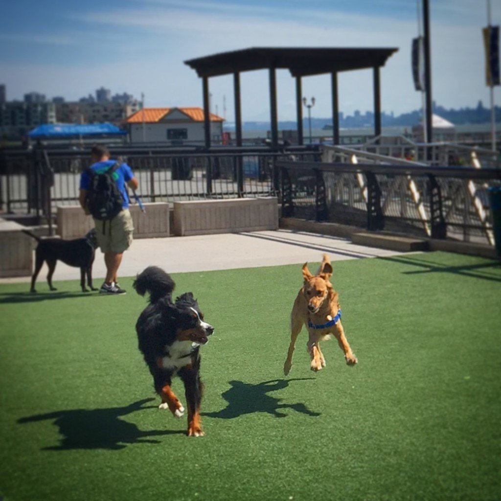 dogs in a dog park