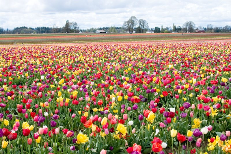 Tulip farm