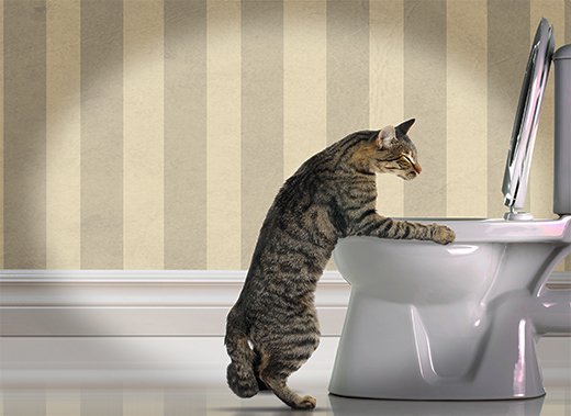 cat on a toilet