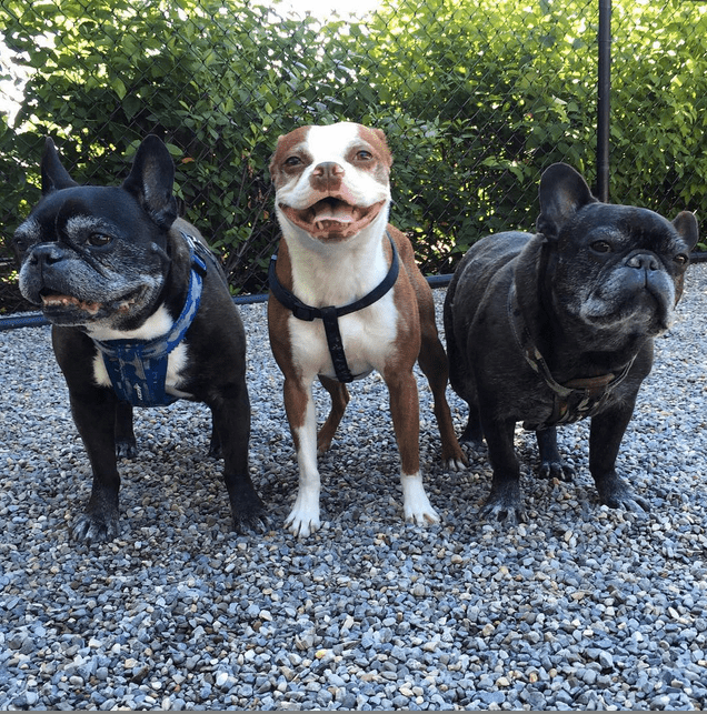 three happy dogs