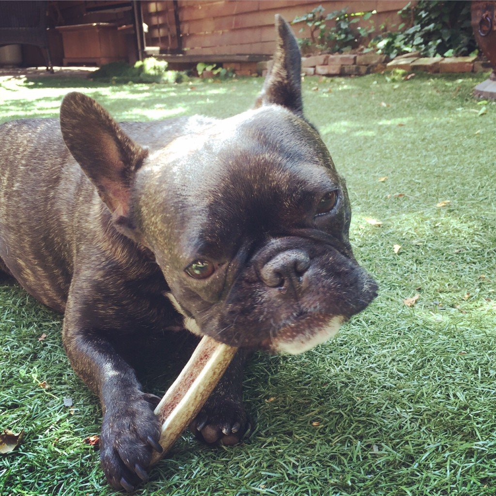 dog chewing a bone