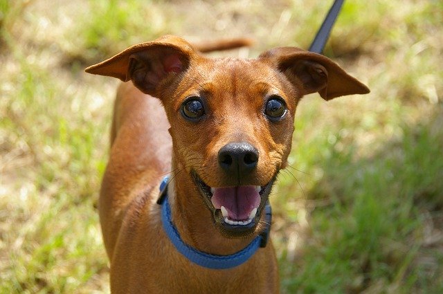 closeup of a dog