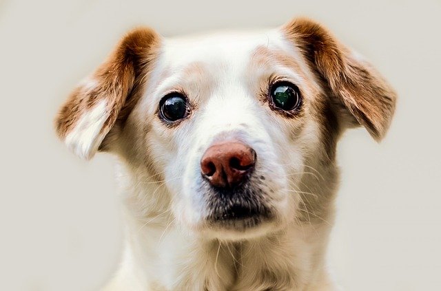 dog-316459_640.jpg