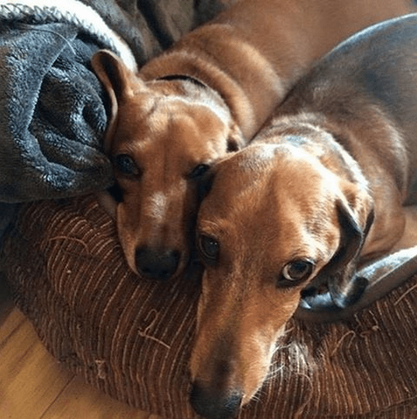 two dogs in dog bed