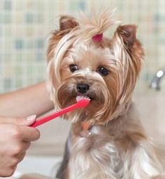 dog brushing teeth