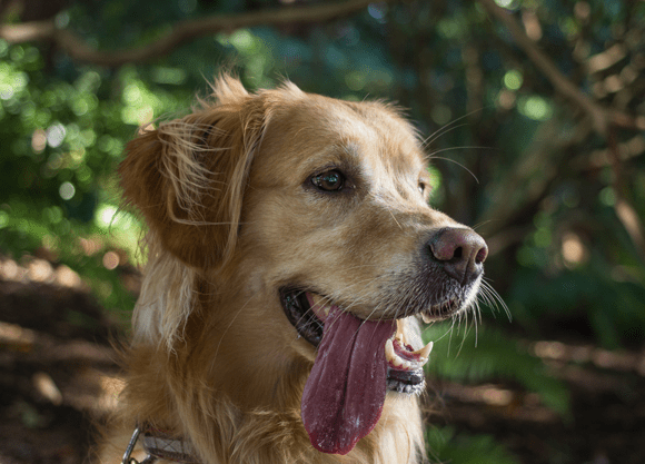 golden retriever