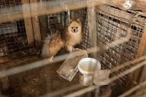 sad pup in a puppy mill