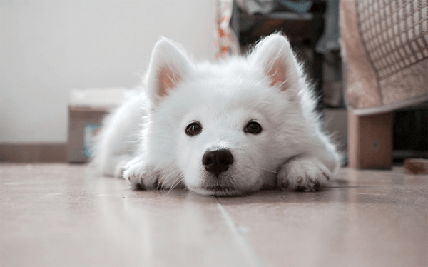 content white dog