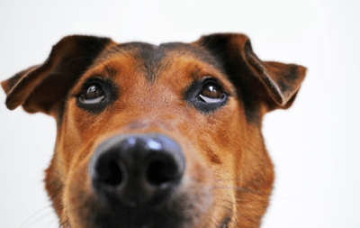 a closeup of a dog looking up