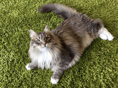 fluffy cat laying on the grass