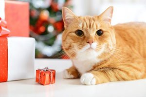 close up of a ginger cat