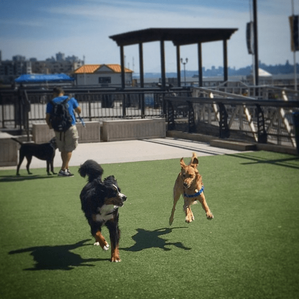 two happy dogs in a dog park