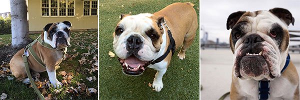english-bulldogs1.jpg