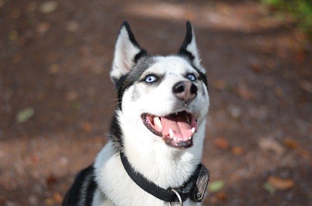 sibirian-husky-247546_640.jpg