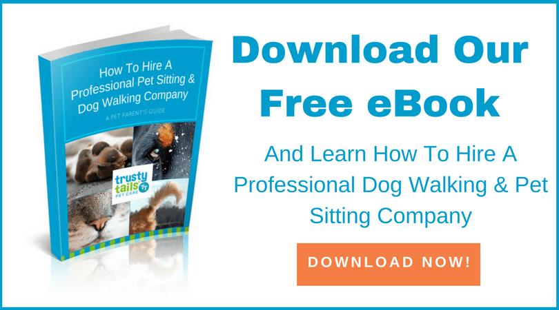 How to hire a Pet Sitting and Dog Walking Company