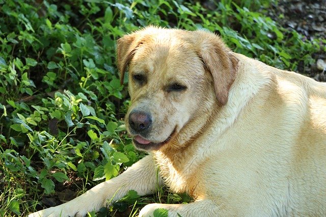 labrador-retriever-939369_640.jpg