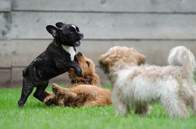 Dog Day Care