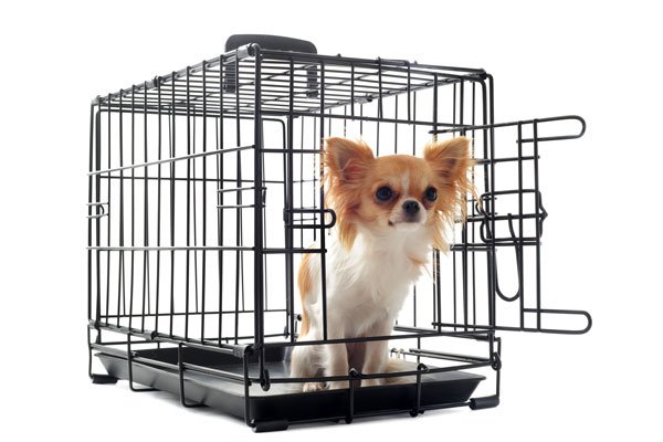 chihuahua-in-crate600.jpg