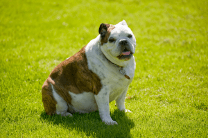 dog-walker-downtown-jersey-city-300x199.png