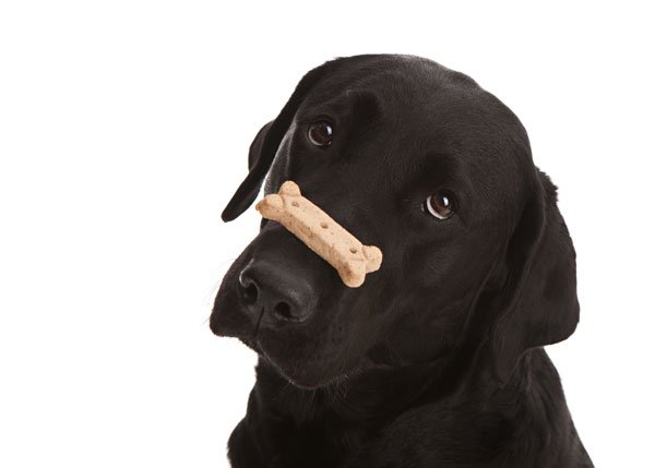 lab-with-treat.jpg