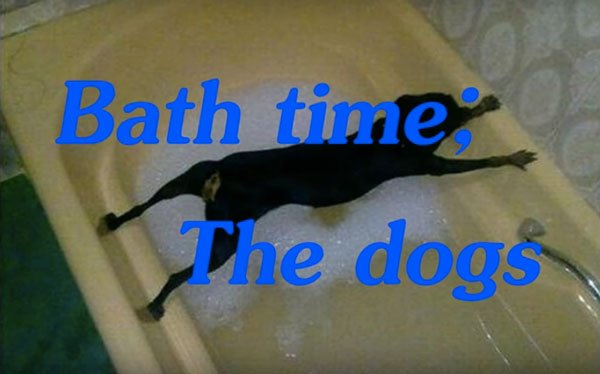 dog avoid a bath