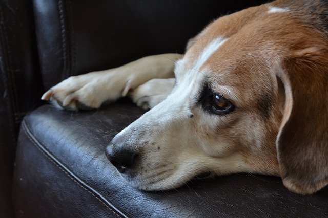 beagle on a couch