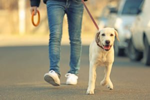 Dog Walking