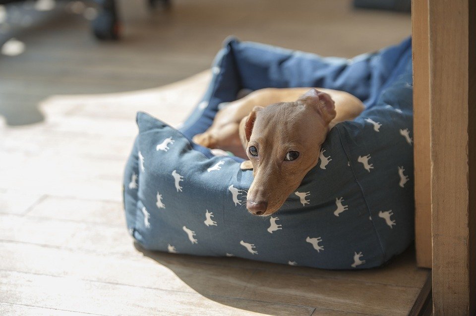 a dog in a blue bed