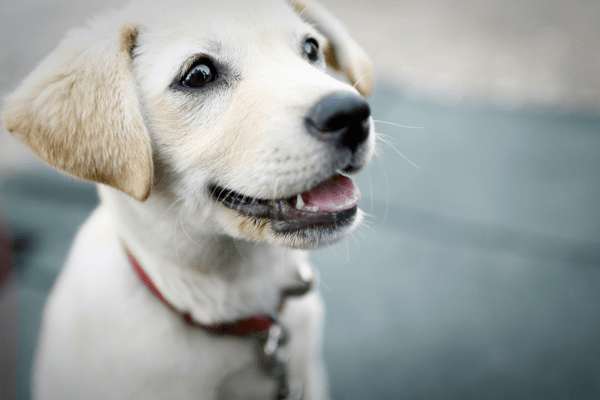 lab puppy closeup