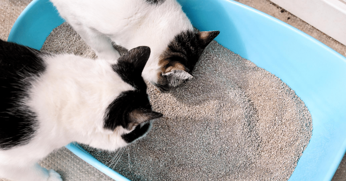 Where did Kitty Litter Come From?