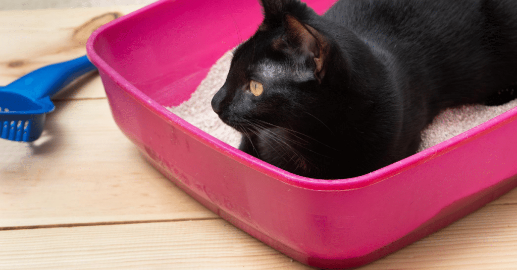 Where did kitty litter come from?