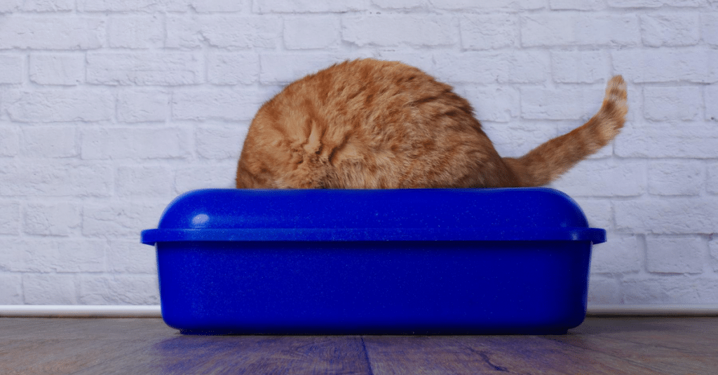 where did kitty litter come from?