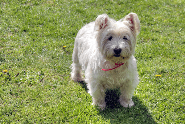 white dog in a park