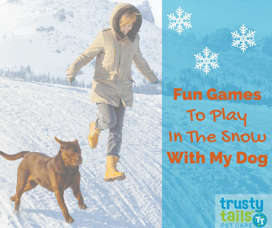 Fun Snow Games To Play With My Dog Outside banner