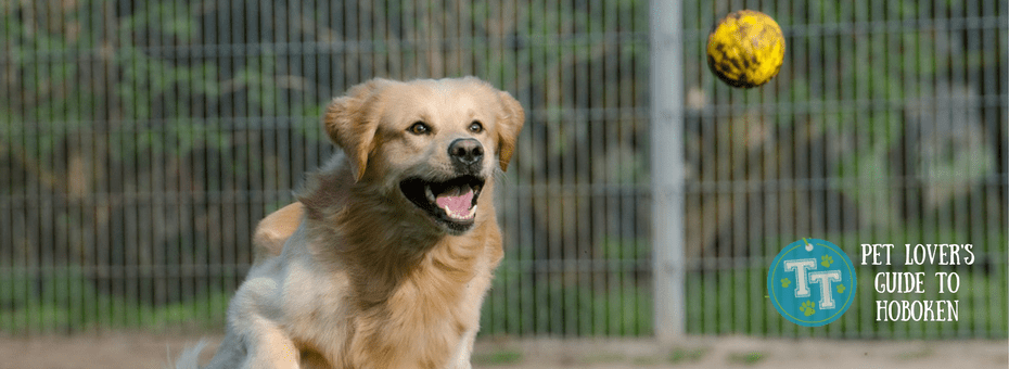 Hoboken Dog Parks