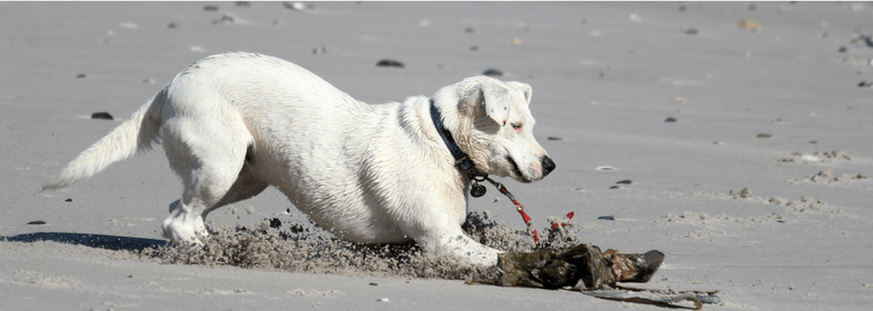 8th avenue dog beach asbury park nj blog post image