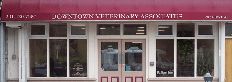 downtown veterinary associates jersey city vets