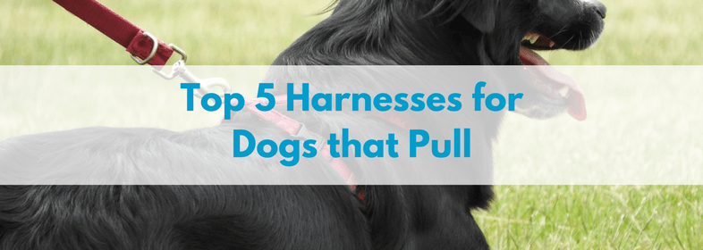 Top-5-Harnesses-for-Dogs-that-Pull-1.png