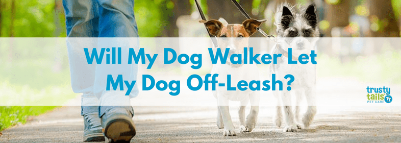 Will My Dog Walker Let My Dog Off Leash