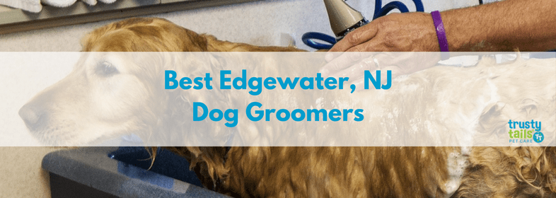 Best edgewater nj dog groomers