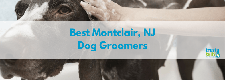 Best montclair nj dog groomers banner