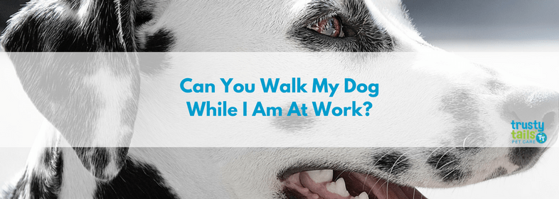 Can You Walk My Dog While I Am At Work banner