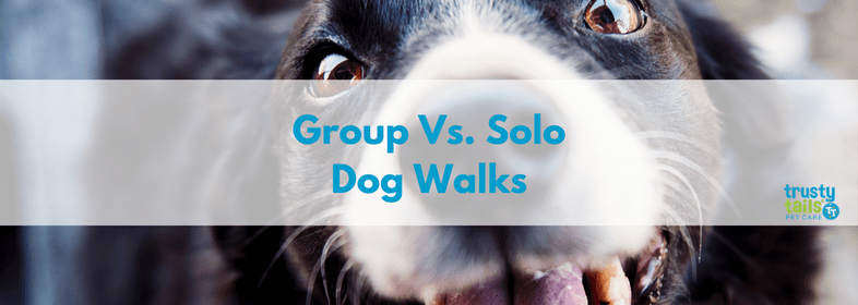 group dog walk vs solo dog walk banner